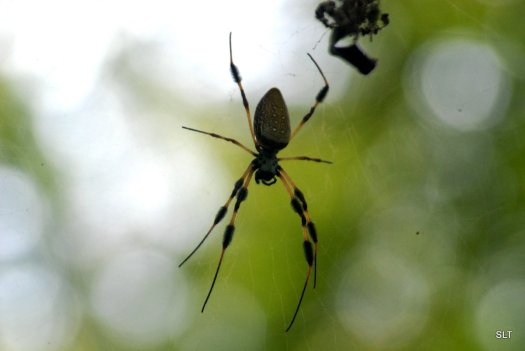 Bermuda Silk Spider Nephila Clavipes - Banana Spider- Hurricane Spider- Golden Orb-Weavers - Giant Wood Spiders