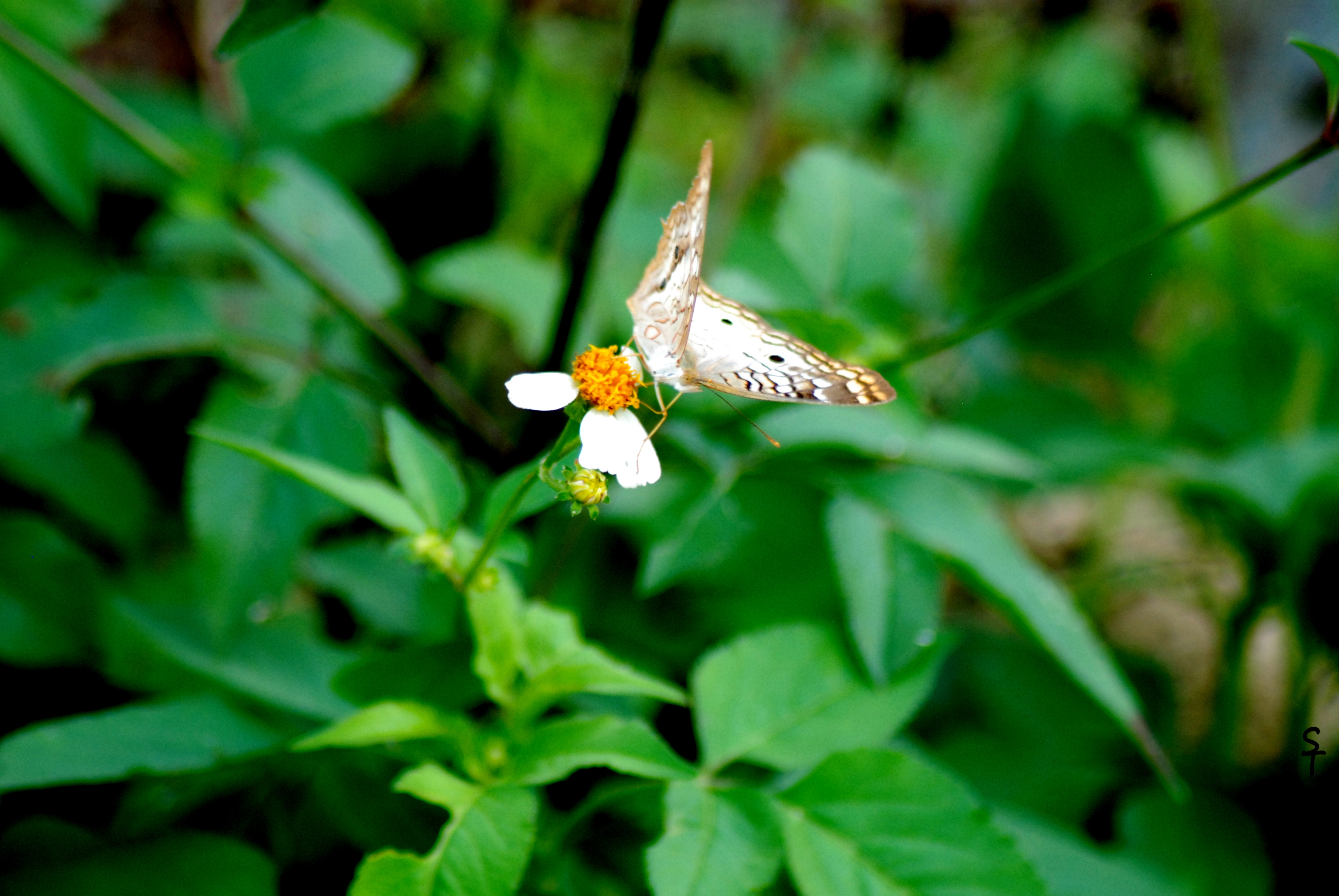 DSC_0687 - butterfly on flower